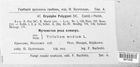 Erysiphe polygoni image